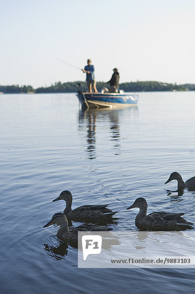 Two Men Fishing From Their Boat With Ducks Swimming By On Gunn Lake  Ontario  Canada.