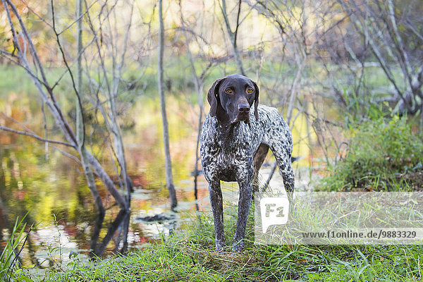 'Female German Shorthair Pointer in early autumn vegetation; Canterbury  Connecticut  United States of America'