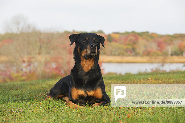 'Rottweiler on lawn  overlooking salt marsh in autumn; Waterford  Connecticut  United States of America'