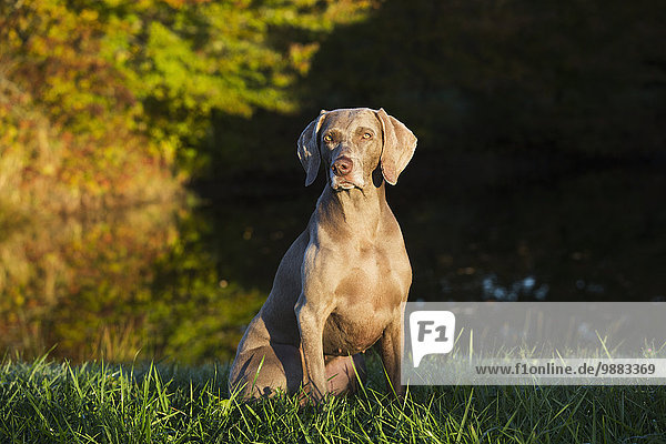 'Weimaraner by pond  early autumn morning; Colchester  Connecticut  United States of America'