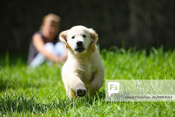 Golden Retriever puppy running on grass