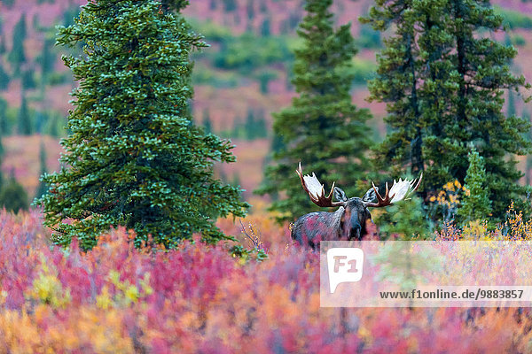 Bulle Stier Stiere Bullen Farbaufnahme Farbe Amerika Strauch Herbst Verbindung Elch Alces alces Denali Nationalpark Alaska