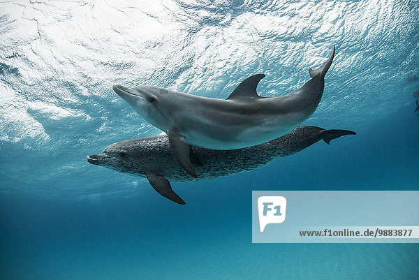 Zwei Atlantische Fleckendelfine (Stenella frontalis) schwimmen und spielen um die Sandbänke der Bahamas.