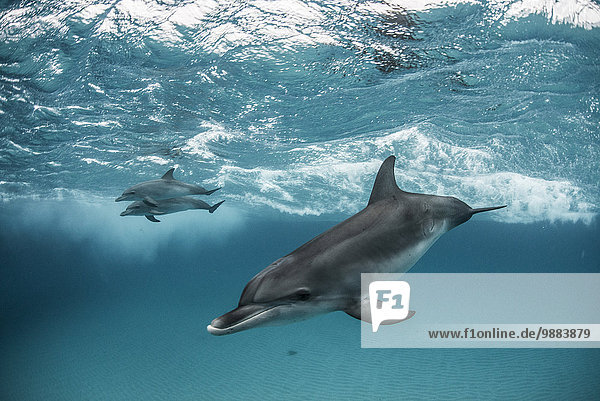 Drei Atlantische Fleckendelfine (Stenella frontalis) schwimmen und spielen um die Sandbänke der Bahamas.