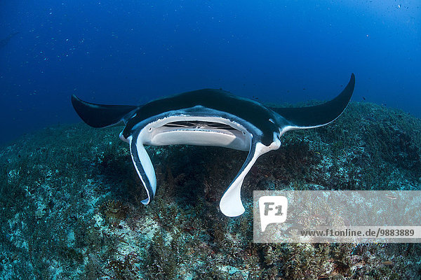 Riff-Mantarochen (Manta alfredi) schwimmend um eine Unterwasserspitze nördlich der Yucatan-Halbinsel  um von Parasiten durch Labrid-Fische gereinigt zu werden  Cabo Catoche  Quintana Roo  Mexiko