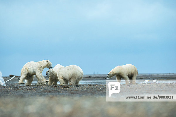 Amerika Kampf Lebensmittel Verbindung Kaktovik Alaska Eisbär Ursus maritimus
