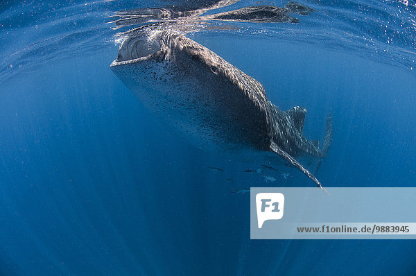 Walhai (Rhincodon typus) Planktonfütterung  Contoy Island  Quintana Roo  Mexiko