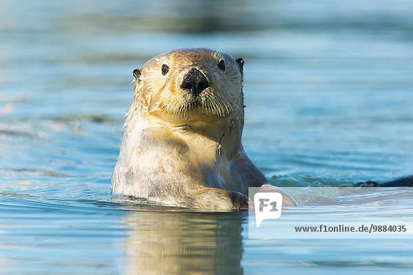 Otter Lutrinae sehen Amerika Meer Blick in die Kamera Verbindung Cordova Alaska Alaska