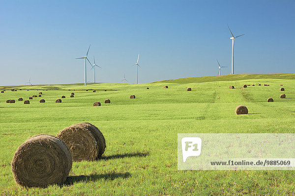 Hay bales in a green field with wind turbines against a blue sky; Alberta  Canada