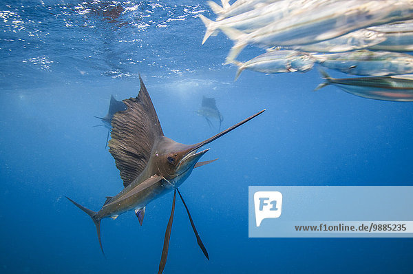 Segelfische (Istiophorus albicans) ernähren sich von Sardinenködern nördlich von Isla Mujeres  Mexiko.