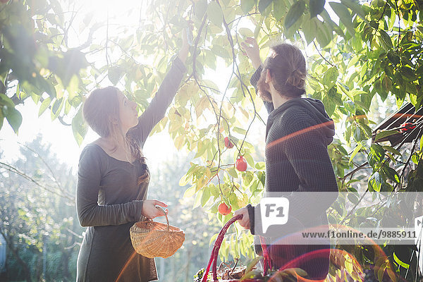 Young couple picking apples from tree