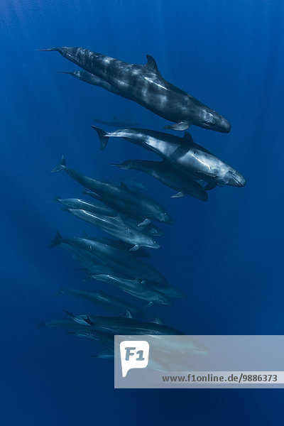 Falsche Schwertwale (Pseudorca crassidens) kreuzen gemächlich um das knusprig-blaue Wasser der Insel San Benedicto  Revillagigedo Archipelago  Mexikanischer Pazifik