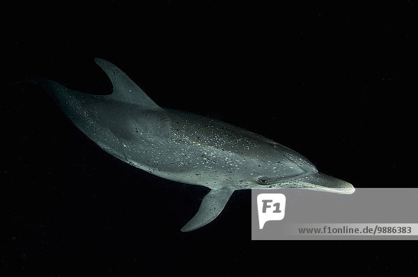 Fleckendelfin bei Nacht  Bahamas Banks  Bahamas
