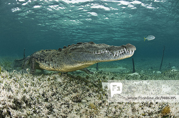 Amerikanisches Krokodil  Biosphärenreservat Chinchorro  Quintana Roo  Mexiko
