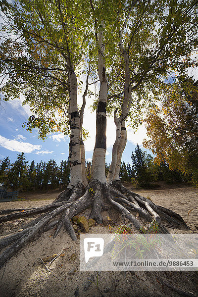 Baum über Boden Fußboden Fußböden Wurzel Freisteller Birke Kanada Northwest Territories