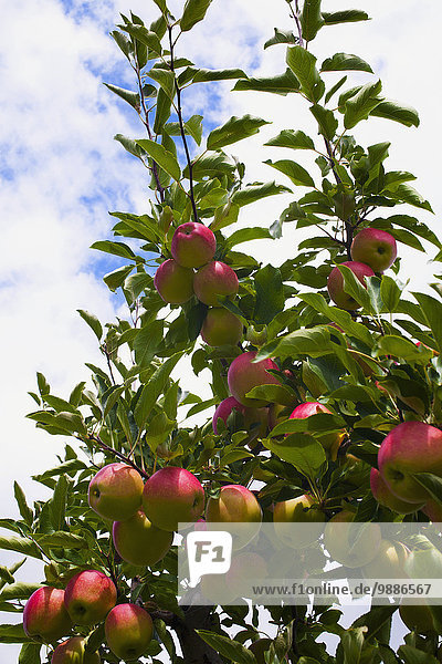 Baum Wachstum Apfel Kanada Quebec