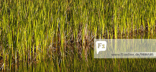 Wasser Ruhe Küste See Spiegelung Gras Unterstützung Kanada Quebec
