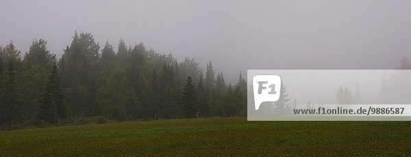 Ecke Ecken Baum Nebel Feld bedecken Kanada Quebec