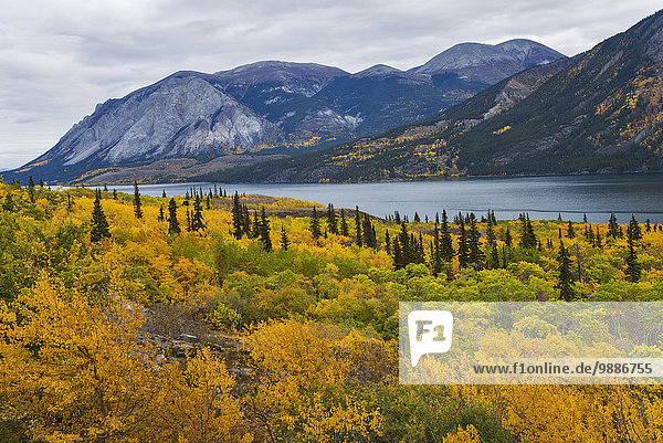 Landschaftlich schön landschaftlich reizvoll See Herbst Yukon Tagish Lake Kanada