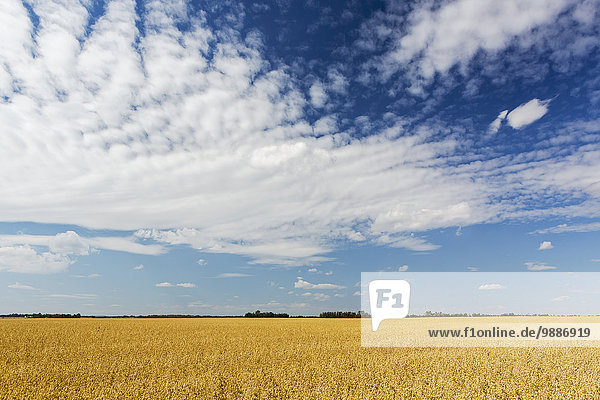 Haferflocke Wolke Himmel dramatisch Feld blau Alberta Kanada