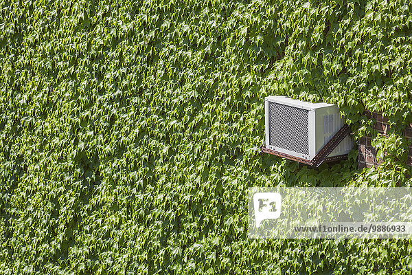 Efeu Hedera helix Amerika Gebäude grün umgeben Himmel Verbindung Seitenansicht Connecticut
