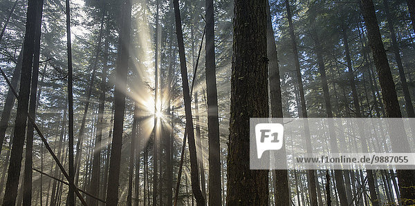 über Dunst Wald Nebel Sonnenlicht Tongass National Forest Pause Sonne