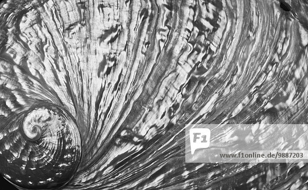 Makroaufnahme Fotografie abalone Seeohr Haliotis Meerohr silberfarben