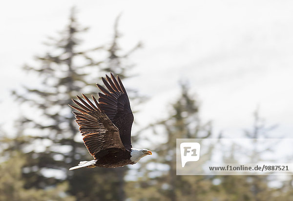 Glatze kahl Küste Weißkopfseeadler Haliaeetus leucocephalus British Columbia Kanada Adler