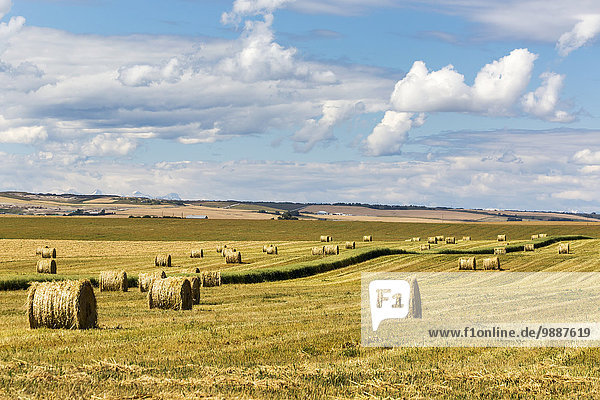 Hay bales in a mostly cut rolling field with clouds and blue sky; Alberta  Canada