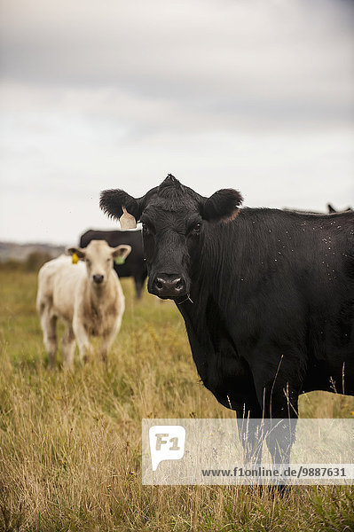 Cattle in a field under a cloudy sky; North Dakota  United States of America