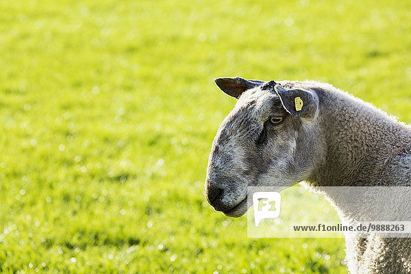 Close-up Feld Gras Clifden County Galway Irland