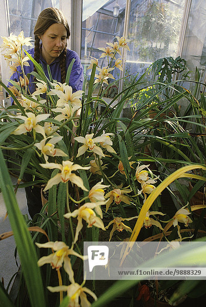 Vereinigte Staaten von Amerika USA Landwirtschaft Gartenbau Fürsorglichkeit Orchidee Botaniker Botanik Treibhaus Universität