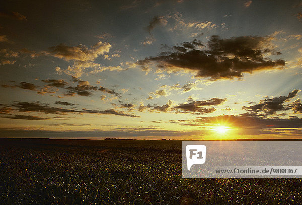 Agriculture - Sunset over a crop of mid growth green wheat in late Spring prior to heading out / North Dakota  USA.
