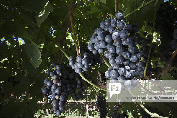 Vereinigte Staaten von Amerika USA nahe Sommer Start Landwirtschaft ernten Monarchie Weintraube reifer Erwachsene reife Erwachsene Kletterpflanze Tisch Kalifornien