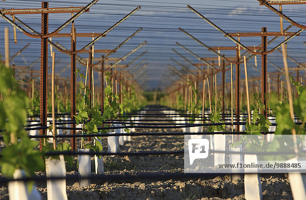 Kälte Beleuchtung Licht über Wind suchen Landwirtschaft Wachstum Pflanze gerade Weintraube Temperatur jung beschädigt Unterstützung aufrecht Schutz Tisch Bewässerung anpflanzen Spalier Reben Weinberg