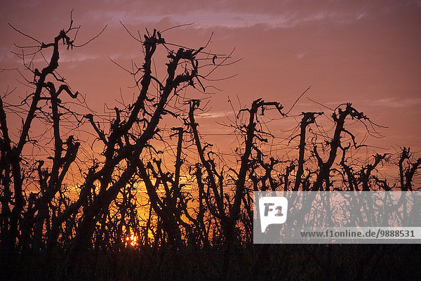 Vereinigte Staaten von Amerika USA nahe Sonnenuntergang Baum Landwirtschaft Herbst Fokus auf den Vordergrund Fokus auf dem Vordergrund Pfirsich schlafen Kalifornien