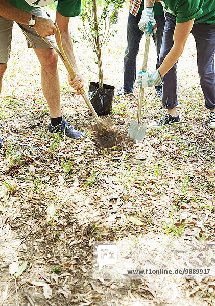 Environmentalist volunteers planting new tree