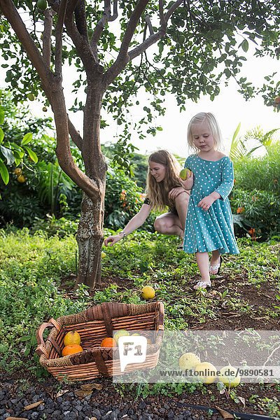 Junge Frau und Kleinkindstochter beim Ernten von frischen Orangen im Garten