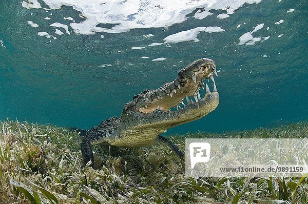 Amerikanisches Krokodil (crocodylus acutus) in klaren Gewässern der Karibik  Chinchorro Banks (Biosphärenreservat)  Quintana Roo  Mexiko