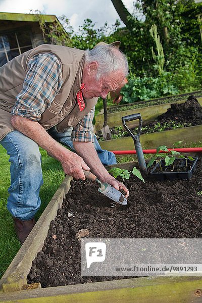 Senior Mann  Pflanzung von Setzlingen im Garten