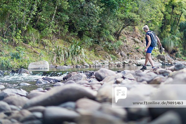 Hiker walking among stones in shallow stream  Waima Forest  North Island  NZ