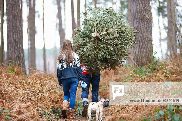 Rear view of young couple carrying Christmas tree on shoulders in woods