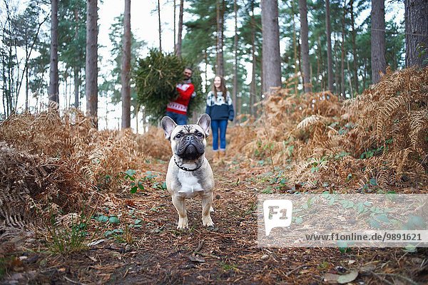 Porträt eines Hundes vor einem jungen Paar mit Weihnachtsbaum im Wald