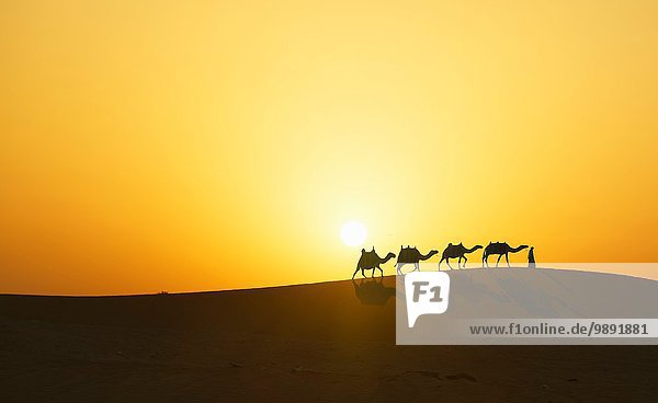 Kamelkarawane in der Wüste bei Sonnenuntergang  Dubai  Vereinigte Arabische Emirate
