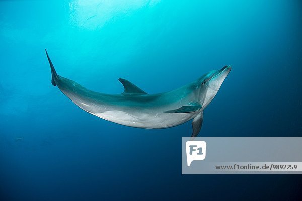 Wild dolphin swimming  San Benedicto  Revillagigedo  Mexico