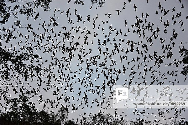 Fledermäuse verlassen die Höhle bei Sonnenuntergang  Calakmul Biosphärenreservat  Campeche  Mexiko