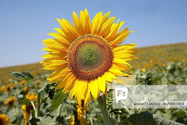 Nahaufnahme von Sonnenblumen  Pienza  Val D'Orcia  Toskana  Italien