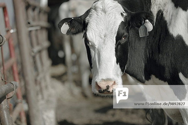 Portrait der Kuh im Melkstand des Milchviehbetriebs
