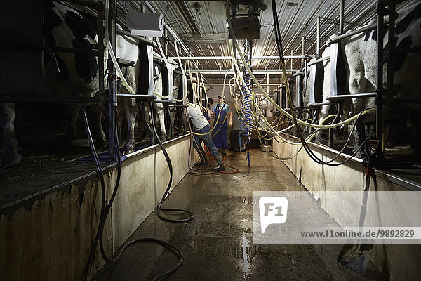 Brothers and sister attaching milk machines to cows on dairy farm