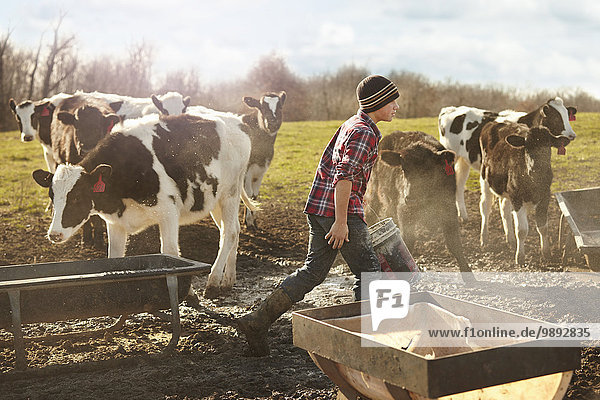 Jungbauer beim Füttern von Kühen im Milchviehbetrieb